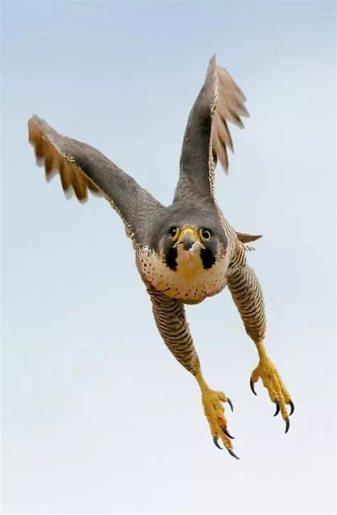 Peregrine Falcon Flying Speed