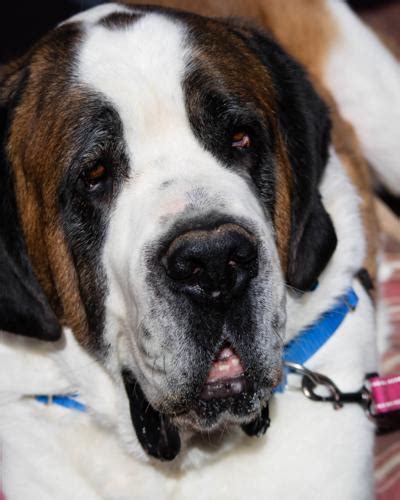 Barry Saint Bernard / St. Bernard Senior - Adoption, Rescue for Sale in ...