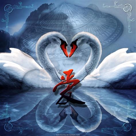 Swans In Love by Fotomonta on DeviantArt