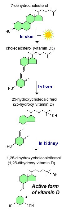 Vitamin D (Cholecalciferol, Calcitriol) | Vitamins, Probiotics, Vitamin d