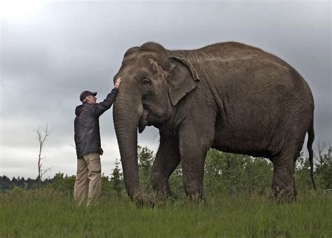 The elephant nobody forgets: The fate of Edmonton’s Lucy remains ...