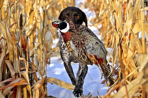 German Shorthair Pointer | Hunting dogs, Upland bird hunting, Bird hunting