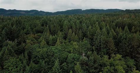 Drone Footage Of The Forest · Free Stock Video