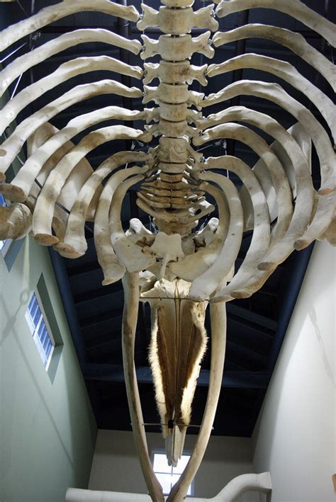 Gray whale skeleton exhibit opens in Redondo | PHOTOS | Federal Way Mirror