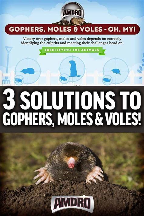 How to ID and Control Gophers Moles and Voles (Infographic ...