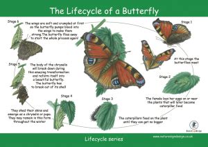 Lifecycle - Caterpillar to Butterfly - StartsAtEight