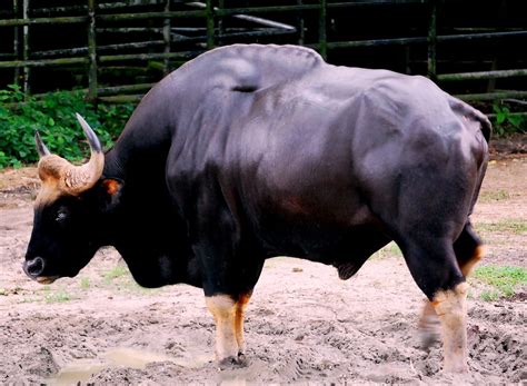 The Magnificent Young Male Seladang (Gaur) - PLEASE HELP T… | Flickr