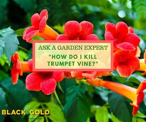 How Do I Kill Trumpet Vine? – Black Gold