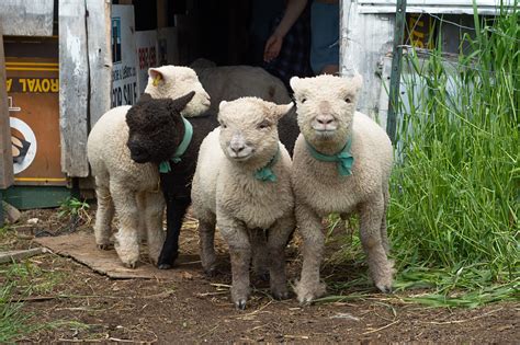 Babydoll sheep - The Old Walsh Farm