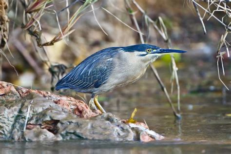 Striated heron (Butorides striata)