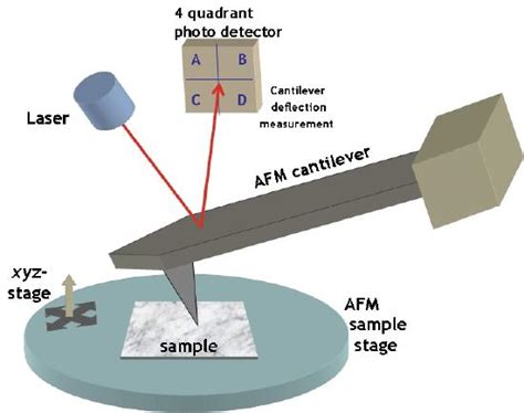 6.1: Atomic force microscopy (AFM) on Membranes - Physics LibreTexts