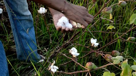 312 Cotton Picker Stock Videos, Footage, & 4K Video Clips - Getty Images