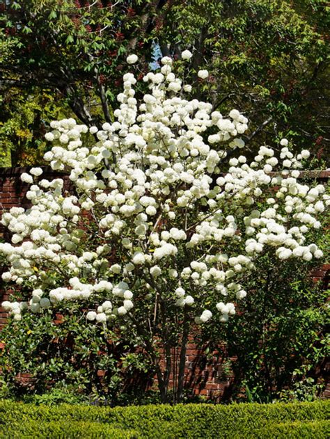 Viburnum - Chinese Snowball