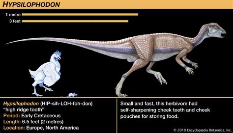 Herbivore Dinosaurs Teeth