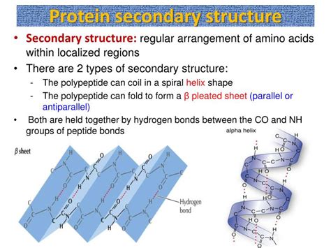 PPT - Biological Molecules Nucleic acids and Proteins PowerPoint Presentation - ID:3693580