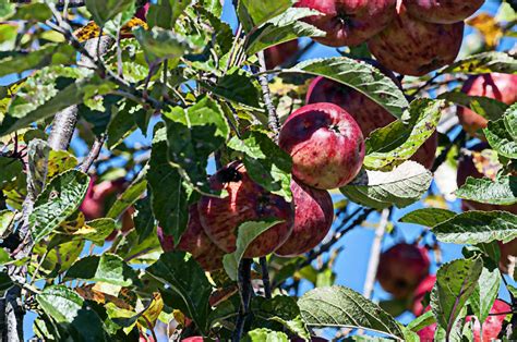 Apple Tree Free Stock Photo - Public Domain Pictures