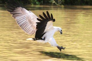 White-Bellied Sea Eagle - Haliaeetus leucogaster | The Eagle Directory