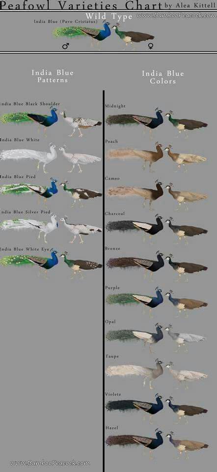 Pin on pheasants and etc | Peafowl, Pet birds, Exotic birds