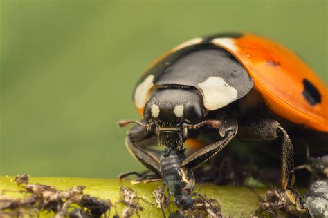 Seven Spot Ladybird eating Aphids 1