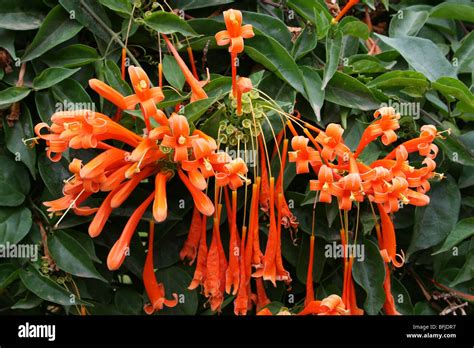 Orange Trumpet Creeper Flowers Pyrostegia venusta Taken in Arusha ...