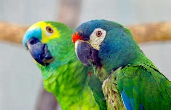 Comprehensive Parrot Care Guide for Beginners | LoveToKnow Pets