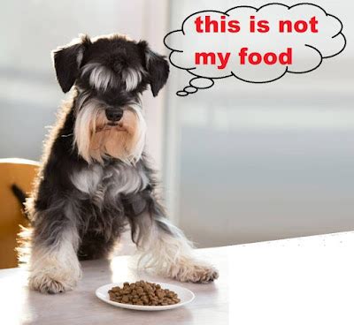 Top 10 Dry Dog Foods for Schnauzers To Keep Your Dog Healthy