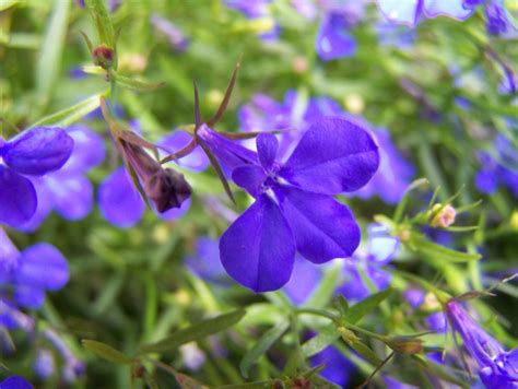 Lobelia Flower Free Photo Download | FreeImages