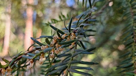 Taxus brevifolia - Trees and Shrubs Online