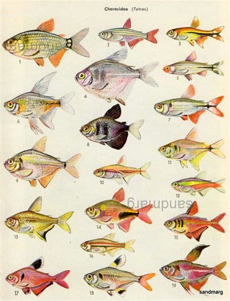 Vintage chart of characidae Freshwater Aquarium Fish, Seaside Style ...