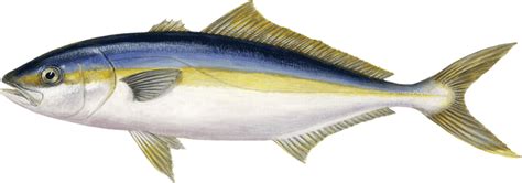 Amberjack-Yellowtail-seriola_lalandi_sw | Santa Monica Seafood