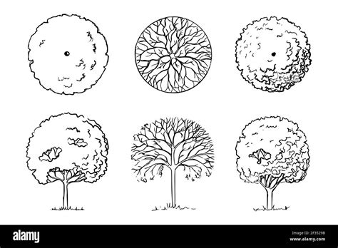 Hand-drawn sketch of trees. Landscaping. Three deciduous garden woody plants front view and top ...