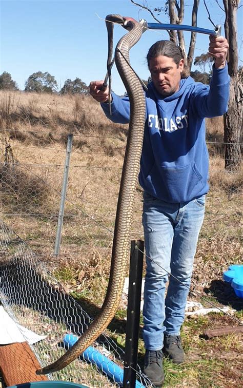 Huge eastern brown snake found in a veggie patch near Armidale - ABC News