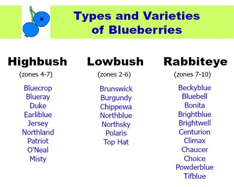 How to Grow Blueberries