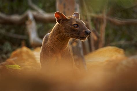 Fossa Cryptoprocta Ferox Longtailed Mammal Endemic To Madagascar Family ...