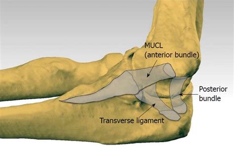 Understanding the medial ulnar collateral ligament of the elbow: Review of native ligament ...