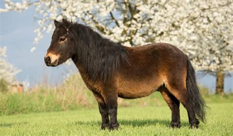 10 Best Horse and Pony Breeds for Kids