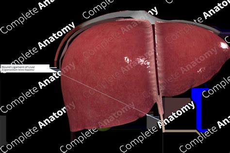 Round Ligament of Liver | Complete Anatomy