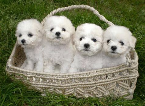 Bichon Frise – Fun Facts and Crate Size – Pet Crates Direct