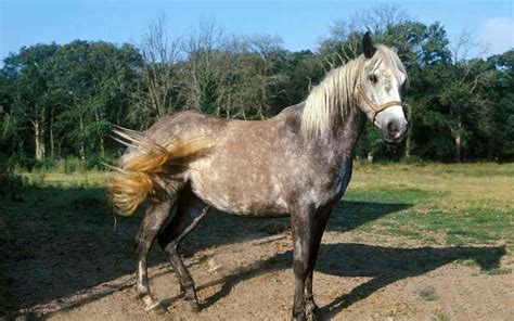 Andalusian Horse Names - Ultimate List of 71+ Ideas - Equine Desire