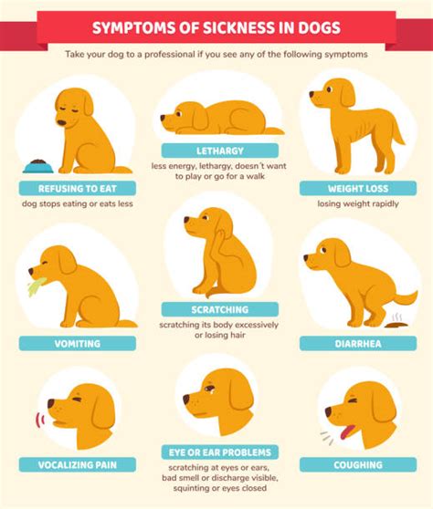 10+ Itchy Eye Dog Illustrations, Royalty-Free Vector Graphics & Clip Art - iStock