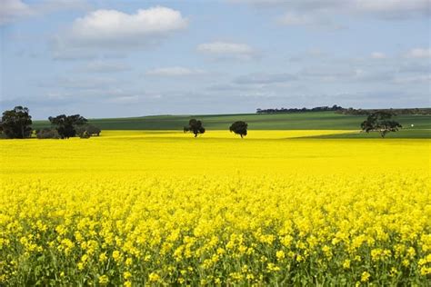 Canola blackleg breakthrough set to deliver new varieties - Grain Central