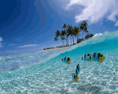 Tropical GIF - Find & Share on GIPHY