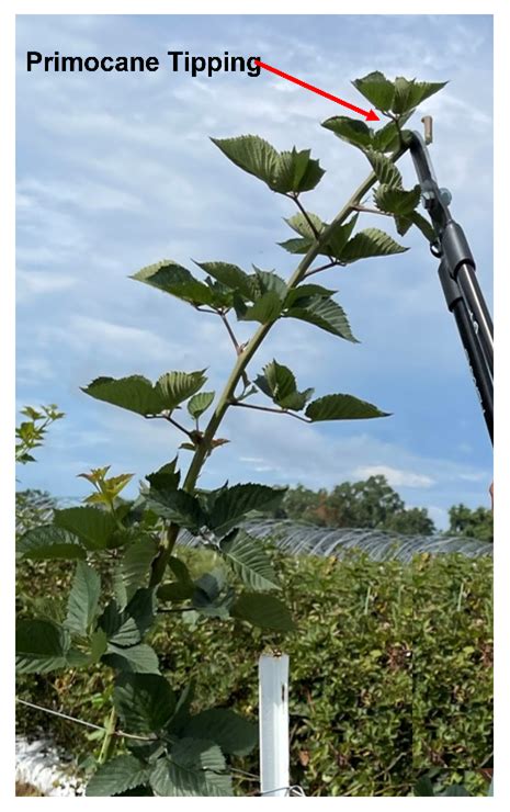 Blackberry Pruning Tips for Optimal Plant Growth and Yield | Panhandle ...