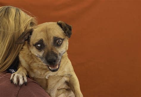 Chug dog for Adoption in Pasadena, CA. ADN-605438 on PuppyFinder.com Gender: Male. Age: Senior ...