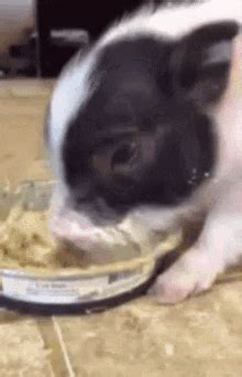 Piglet Eating GIF - Piglet Eating FeedingTime - Discover & Share GIFs