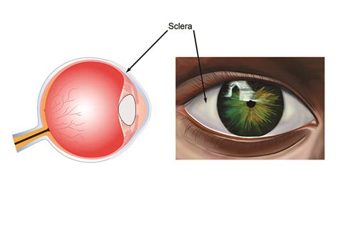 The Function Of The Sclera In A Human Eye - vrogue.co