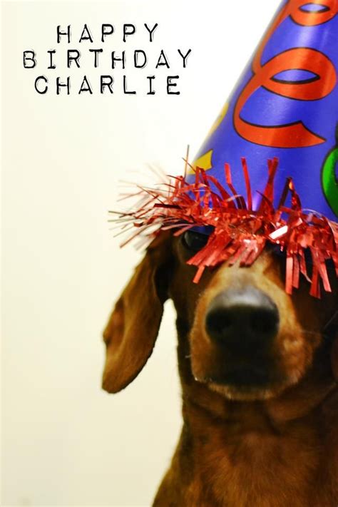 Happy Birthday to my forever foster Charlie. We celebrated today, just a few days late. He sure ...