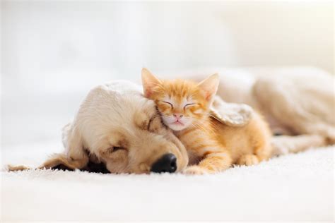 Cute video showing mother cat introducing her kitten to the family dog ...