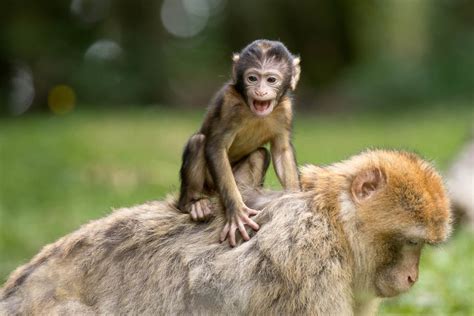 Monkeys - Wild Animals News & Facts