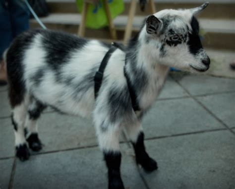 baby goat | I shot this yesterday at the Mountain View Live.… | Flickr